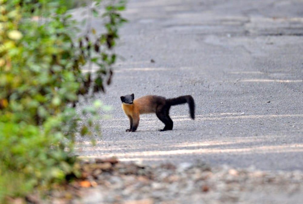 Rare danger Animal Yellow Throated Marten seen in ramnagar uttarakhand, Photos