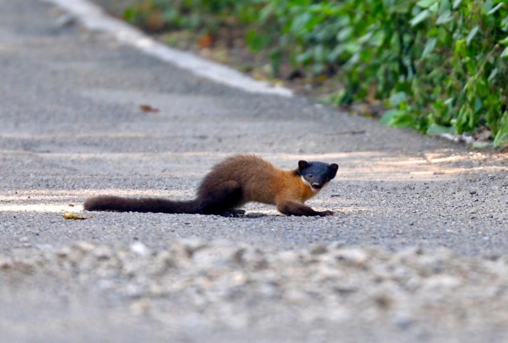 Rare danger Animal Yellow Throated Marten seen in ramnagar uttarakhand, Photos