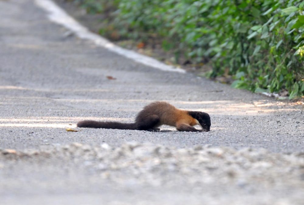 Rare danger Animal Yellow Throated Marten seen in ramnagar uttarakhand, Photos