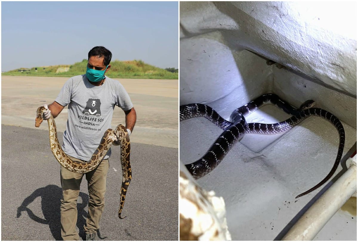 Common Krait Snake In Toilet Pot Python Rescue From Run Way By Wild Life Sos Team