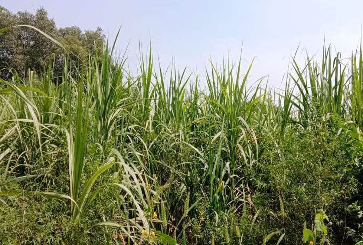 Women Will Preparing Sugarcane Nursery