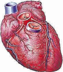 world heart day 2020 special