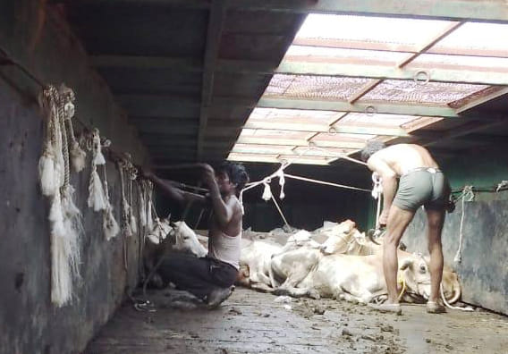 64 cow released from truck, smugling slaughter