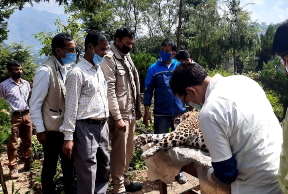 Men Eater Leopard Died by Meerut Shooter Gun Fire in pithoragarh uttarakhand