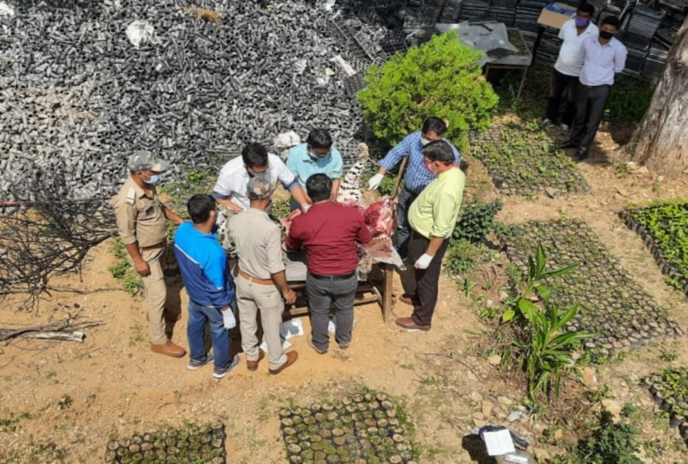 Men Eater Leopard Died by Meerut Shooter Gun Fire in pithoragarh uttarakhand