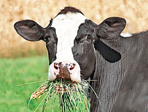 cow gifted to 15 mulnutrition children