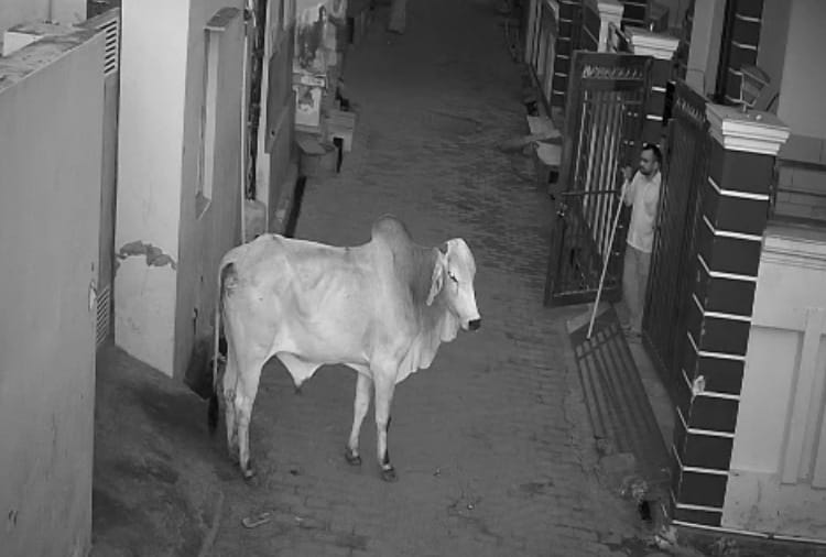 Boy saves grandmother from bull in Haryana, video got viral on social media