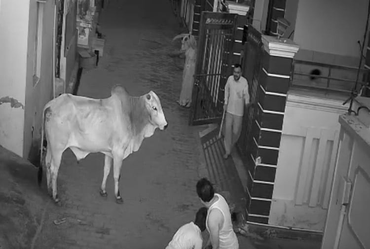 Boy saves grandmother from bull in Haryana, video got viral on social media
