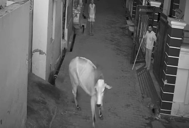 Boy saves grandmother from bull in Haryana, video got viral on social media