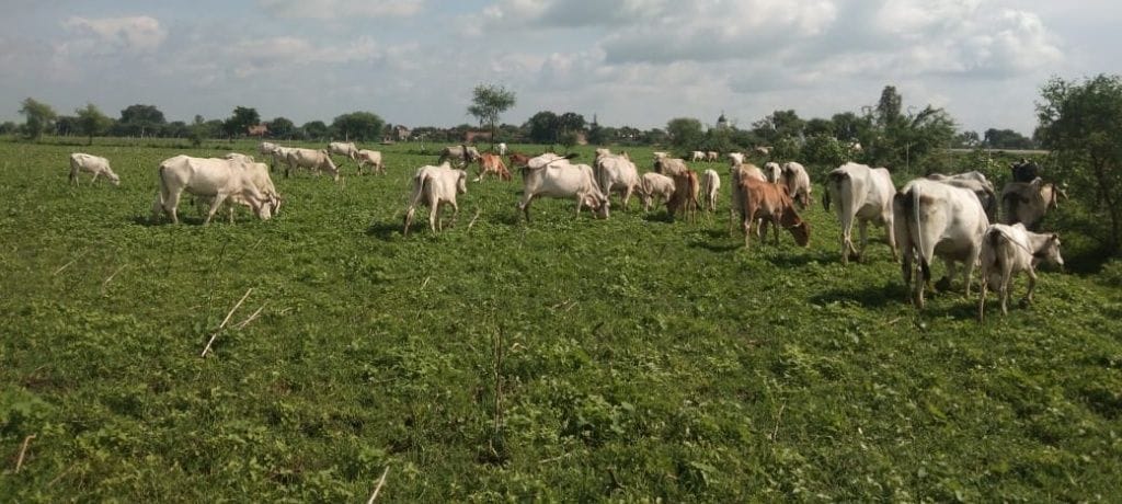 Anna cattle become troubles from fields to roads