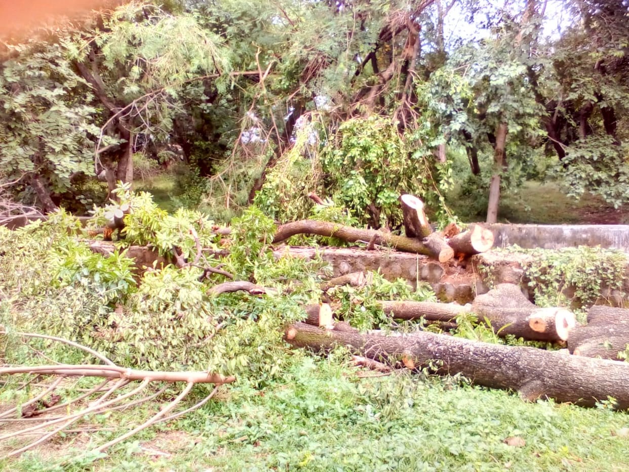 unaurthorised tree cutting