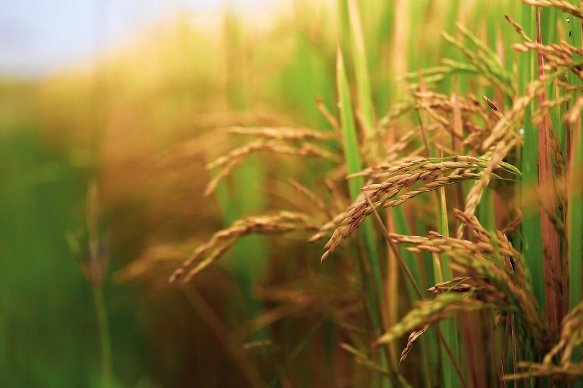 FPO will purchase paddy in Uttar Pradesh.