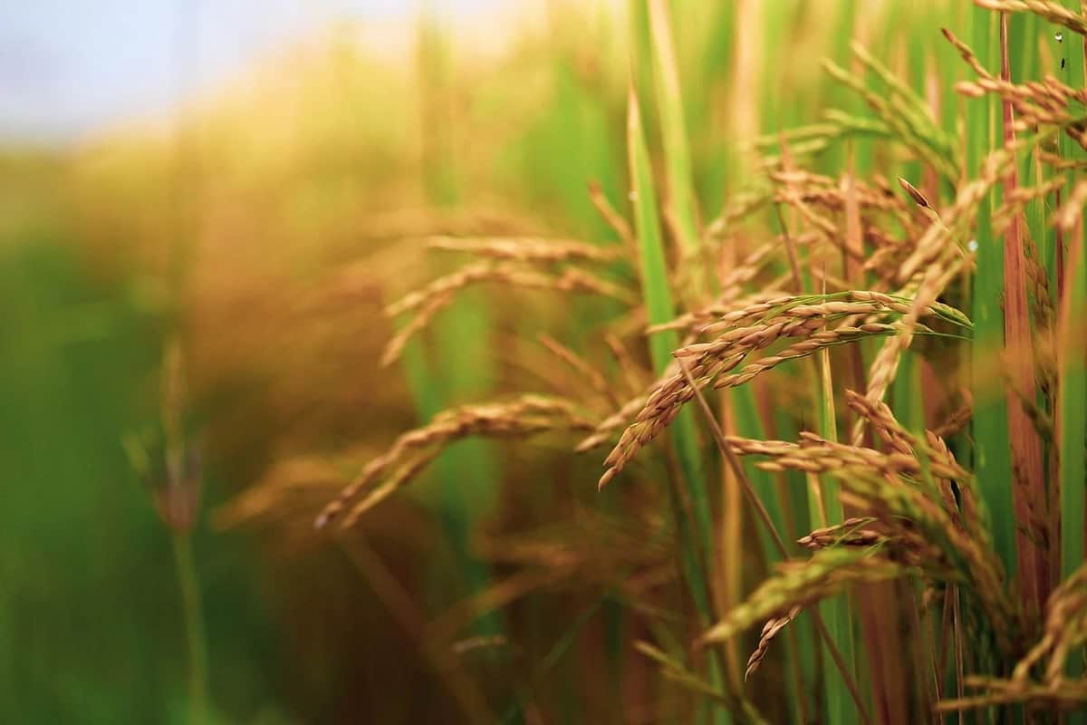 5 states in the india which produce the most grains