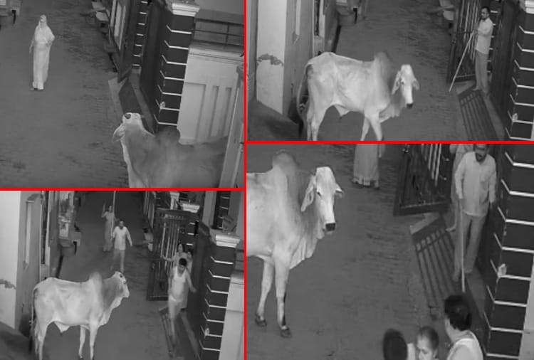 Boy saves grandmother from bull in Haryana, video got viral on social media
