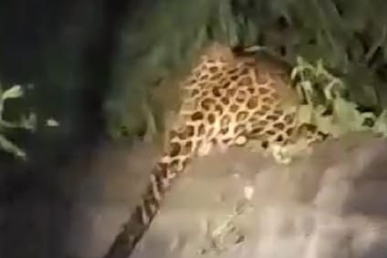 Video of Rampur made viral by making noise of looking leopard againVideo of Rampur made viral by making noise of looking leopard again
