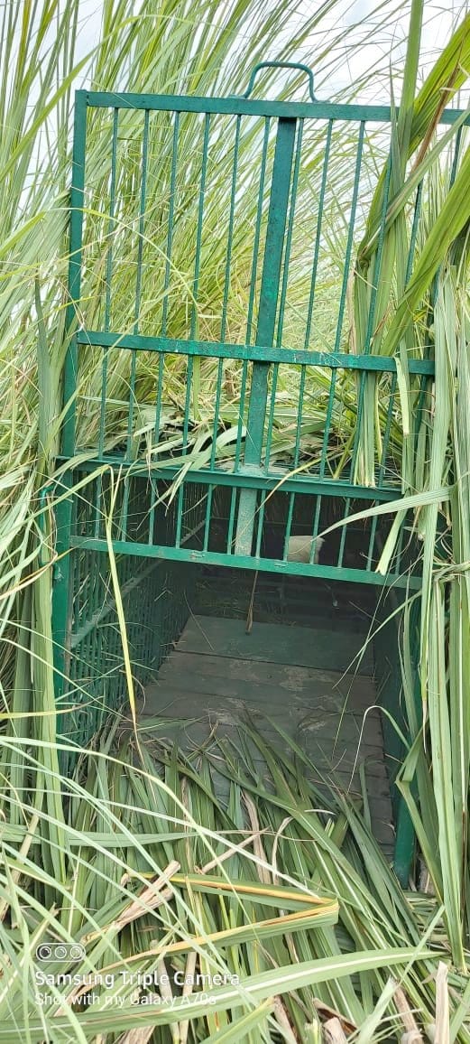 tiger stolen the goat from cage