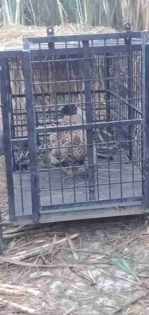 forest workers caught leoperd