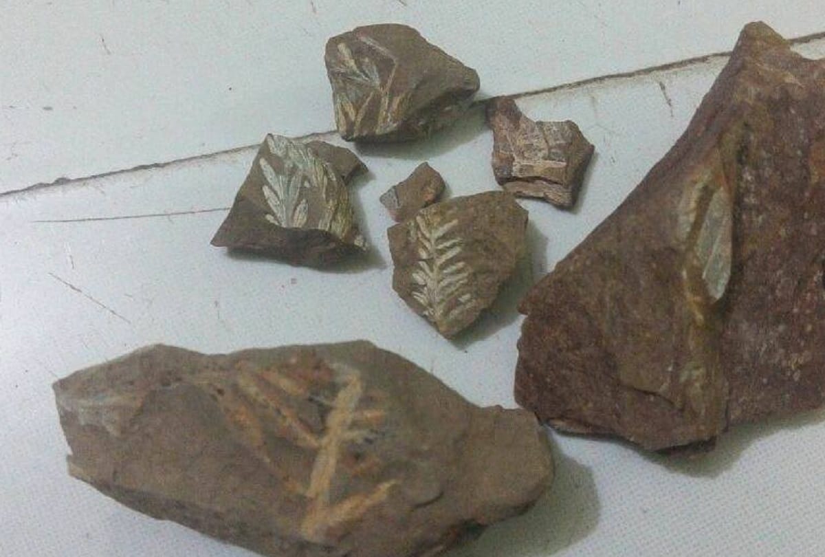 Sonbhadra's claim to have fossils found in Bari
