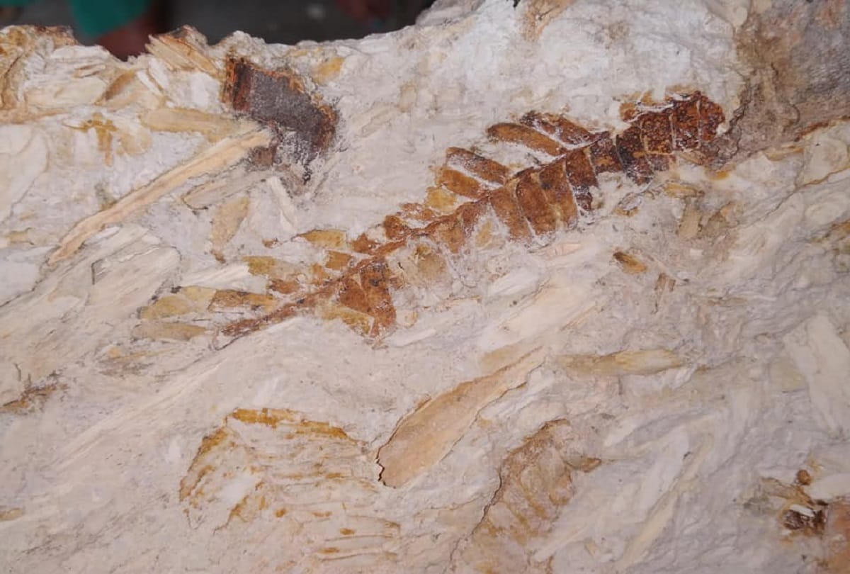 Millions of years old fossils have been found on the Rajmahal hills in Jharkhand