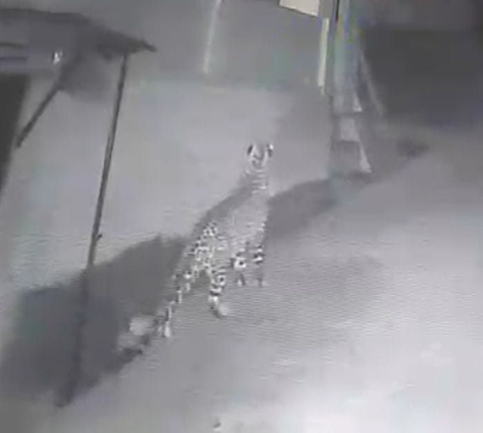 Leopard reaches home in Marshall Cottage area, pictures captured in CCTV camera