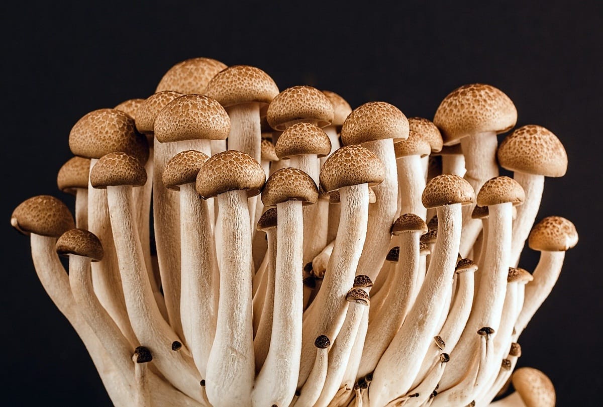 Pink mushrooms will now be sold in market along with white