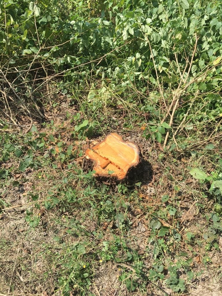 14 trees cut down in reserved forest area