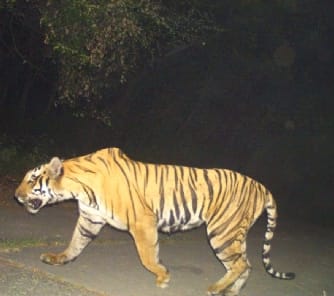 The tigress again seen in the forest of rubber factory, forest officer alertThe tigress again seen in the forest of rubber factory, forest officer alert