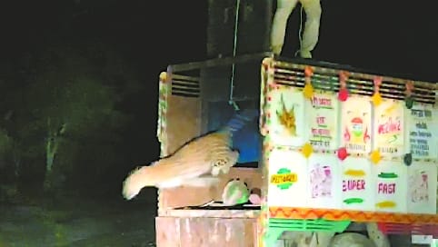 Leopard hunting baby girl released in Bijnor forest