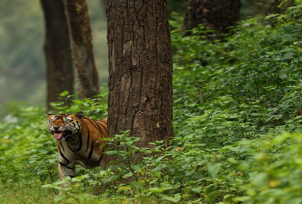 Wildlife photographer Brajesh Singh photographed T50 Tiger in Kanha National Park