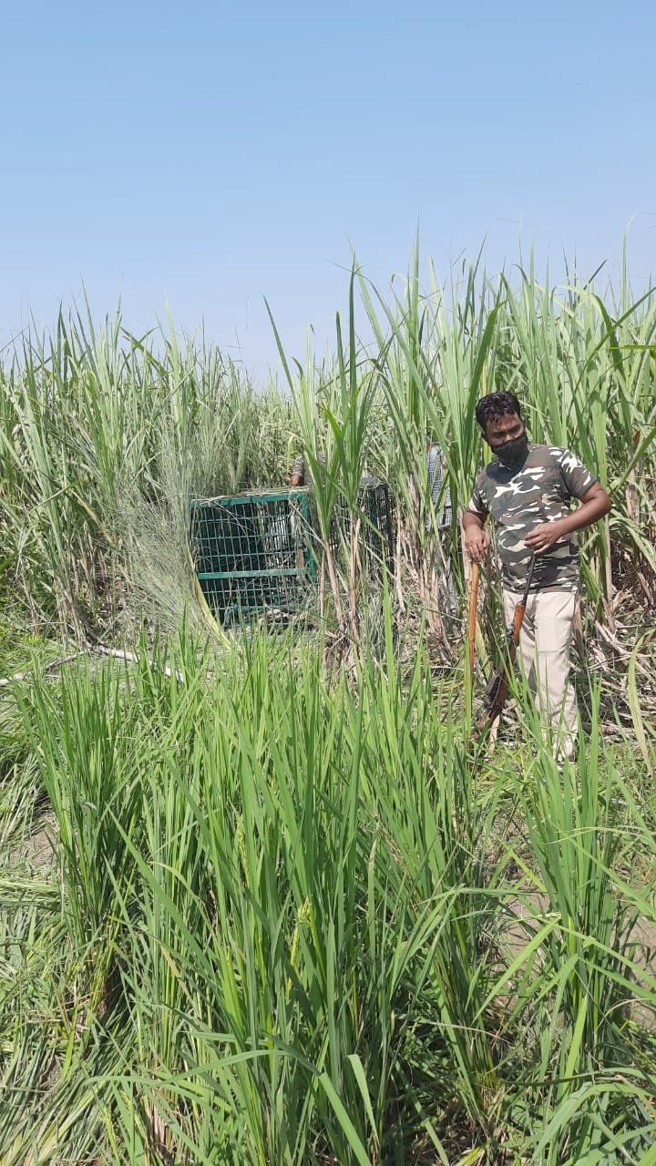 cameras and cages increased for tiger spotting