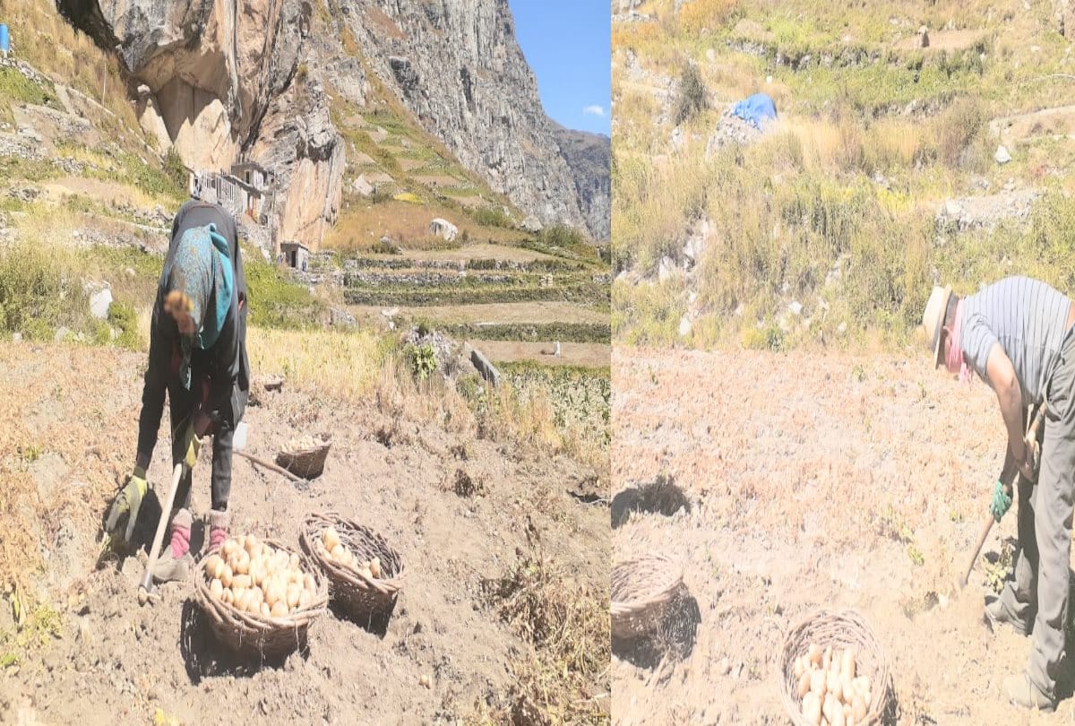 Two kilometers away from the Atal Tunnel rohtang, the potato was sold in fields.