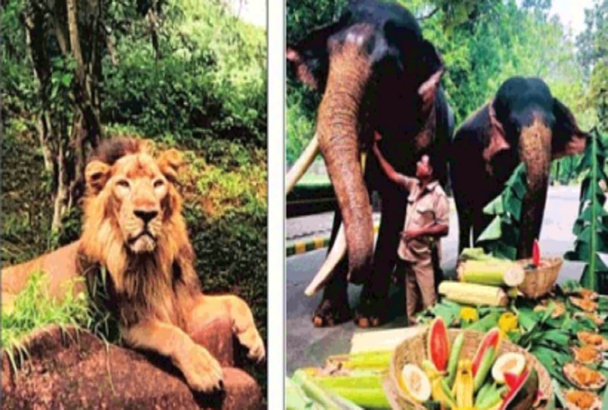 wildlife is feeling the reduced movement of humans during corona peroid  