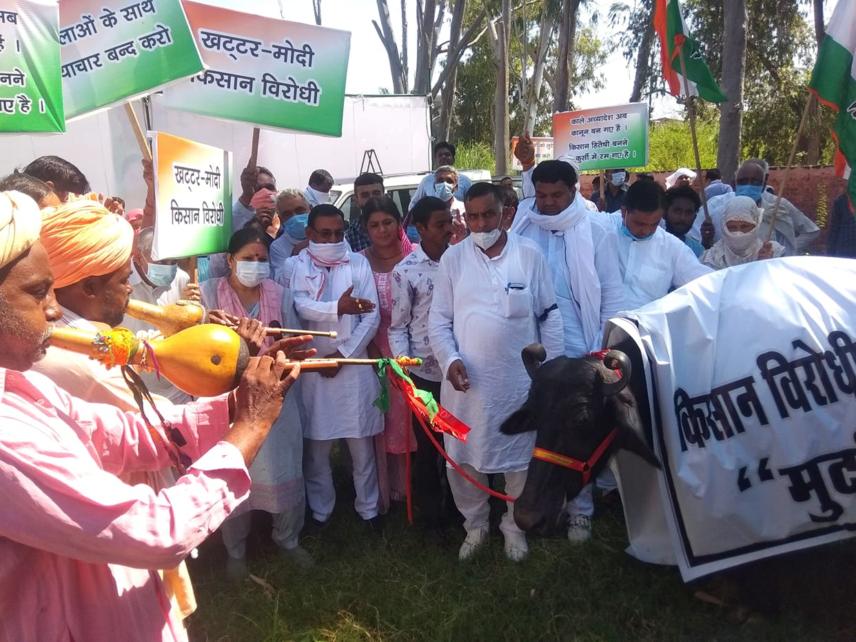 Congressmen play against buffalo to repeal agricultural laws