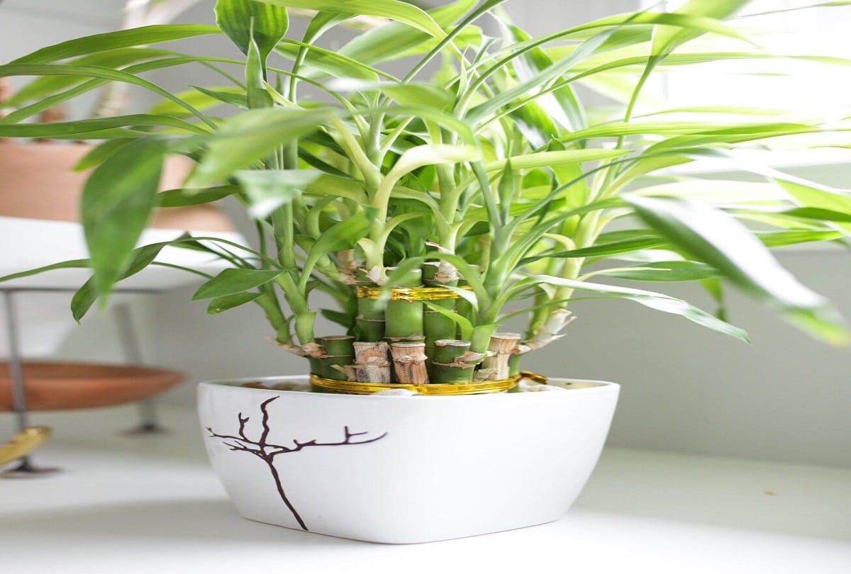 keep your home temperature cool with this ways in hindi