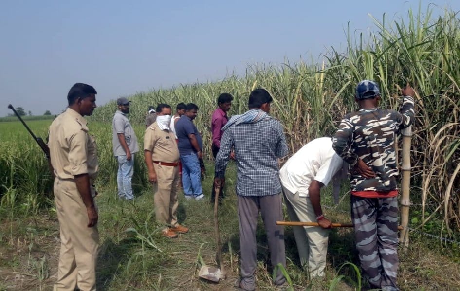 leopard hide in sugarcane