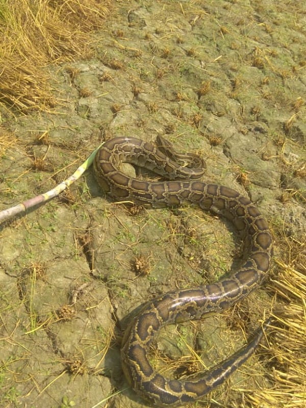 snake