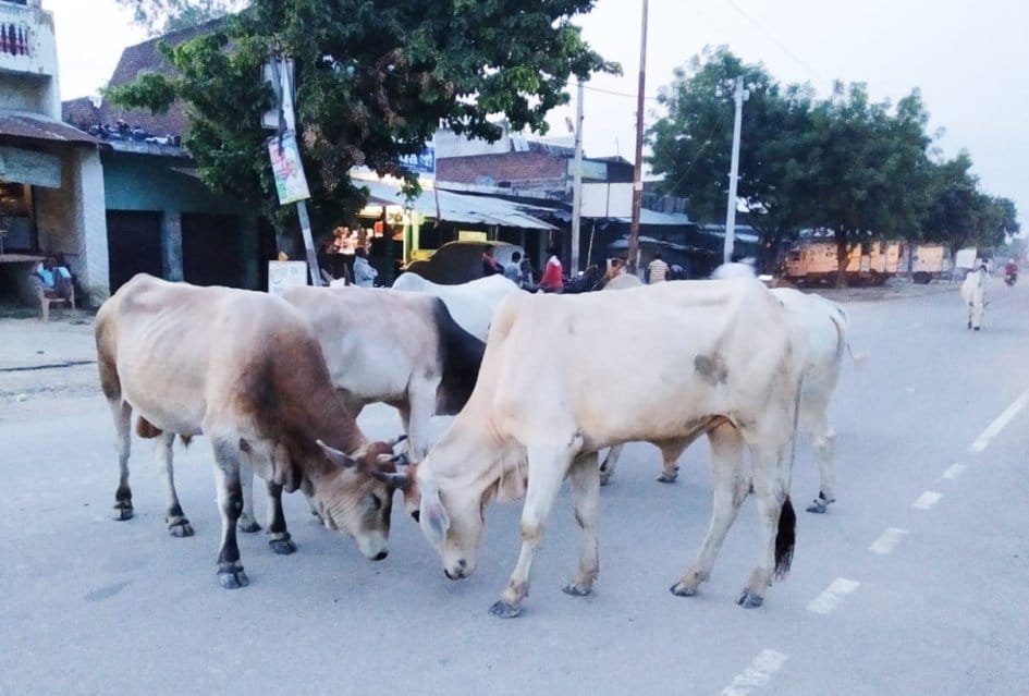 free animals harm to farmers and their fields