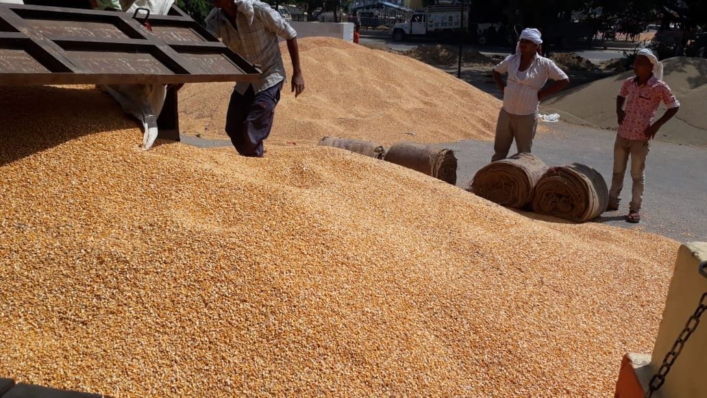 farmer, agricuture, makka, kasganj