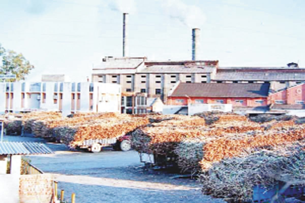 Amar Ujala Exclusive Report: Increasing sugarcane production in western UP poses a challenge for the government