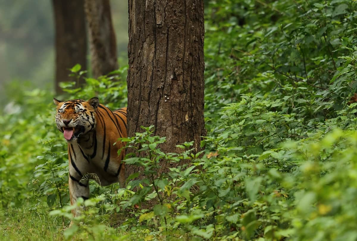 International Tiger Day 2021 These are the five big tiger reserves of India
