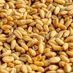 गेहूं निर्यात पर नजर