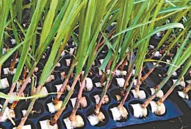 गन्ने की पौध तैयार कर स्वावलंबी बन रहीं महिलाएं, प्रति पौध मिल रहा डेढ़  रुपया - Women Are Becoming Independent By Preparing Sugarcane Plants - Amar  Ujala Hindi News Live