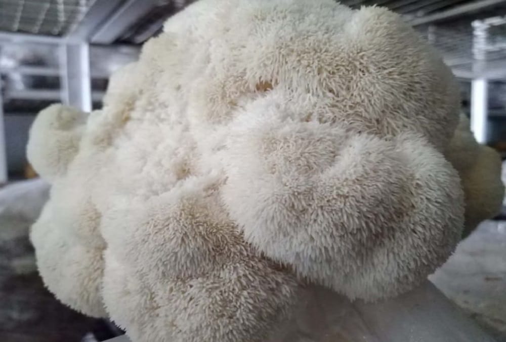 Uttarakhand Exclusive: Monkey head Mushroom very useful for health, pantnagar university Gives training for farming