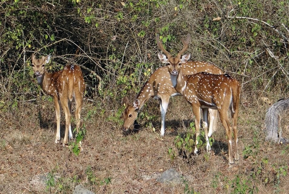 deer