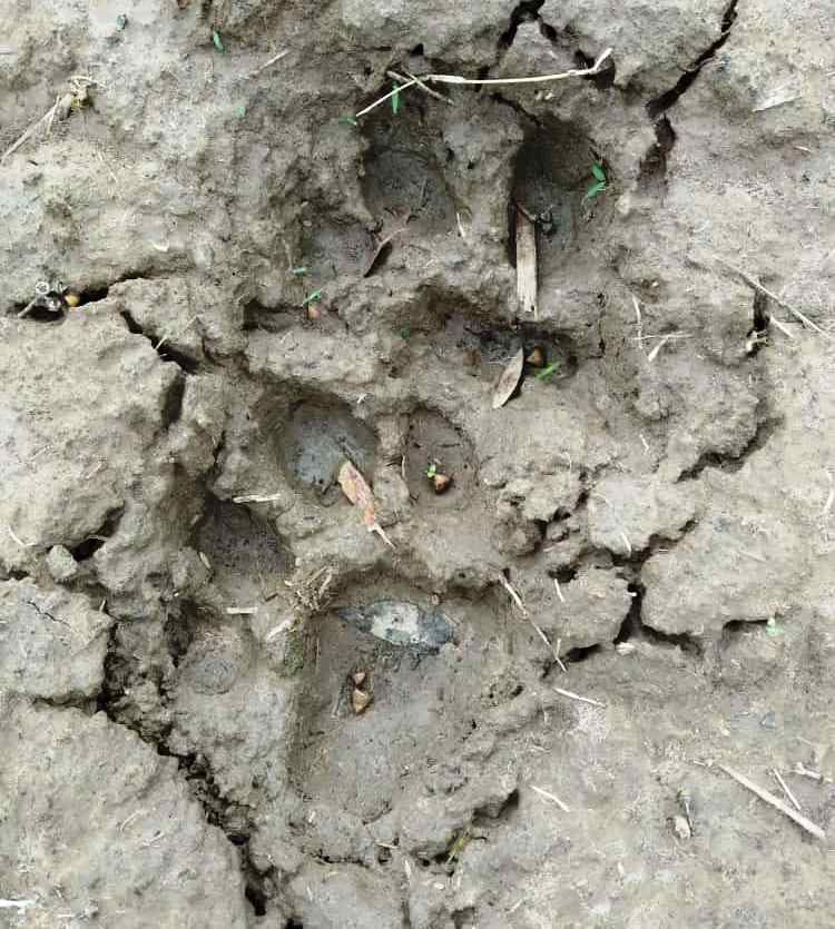 man saved luckly in tiger attack