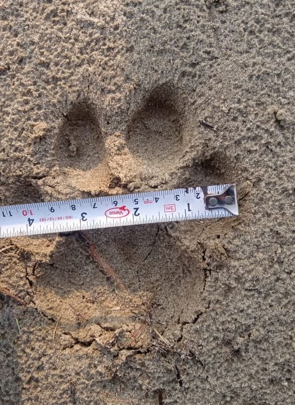 tiger terror