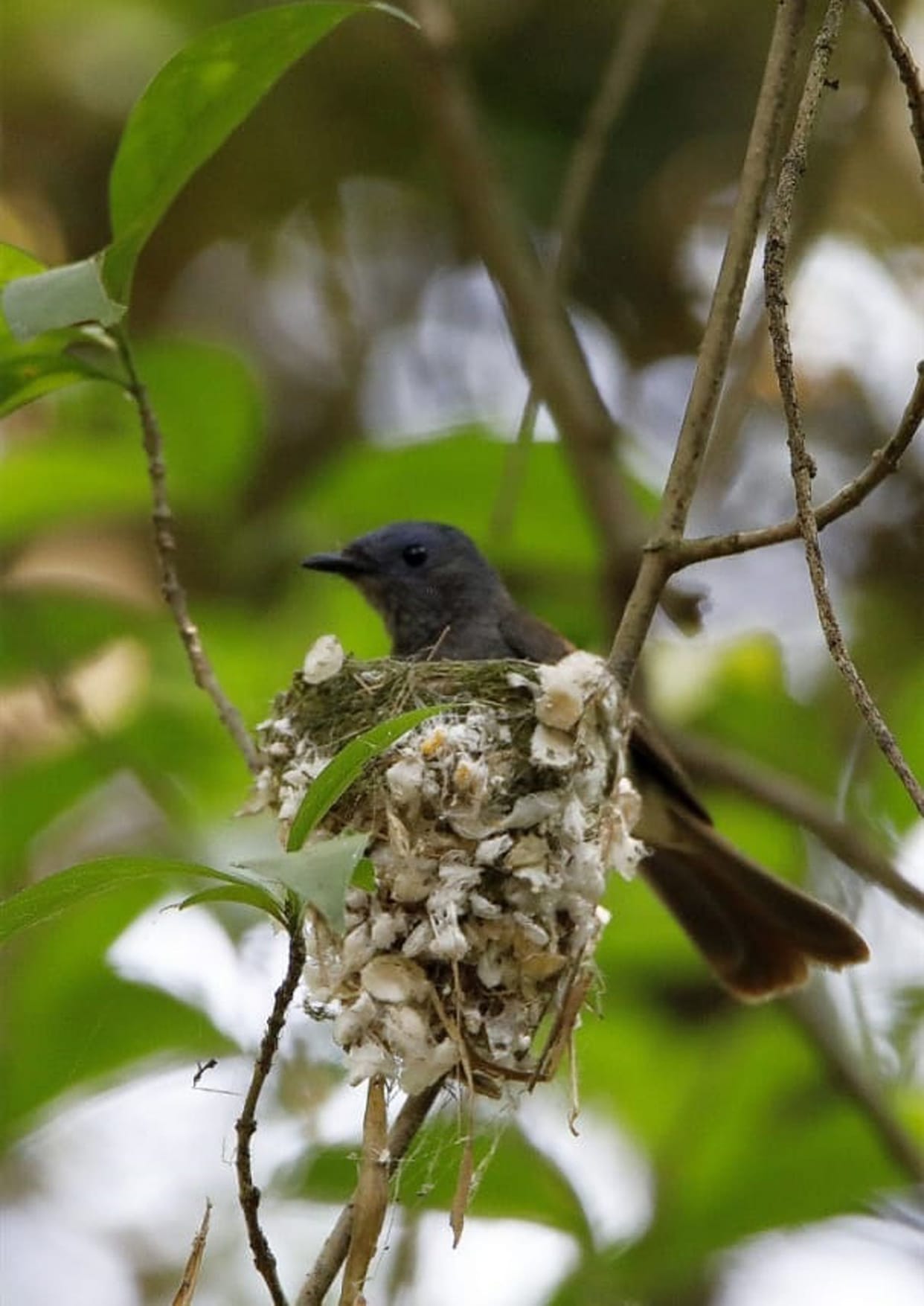 Black-napped monarch showing at Jasrota Wildlife Sanctuary in Kathua