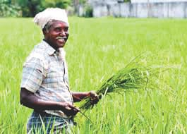 Paddy crop ready, scorching disease spread