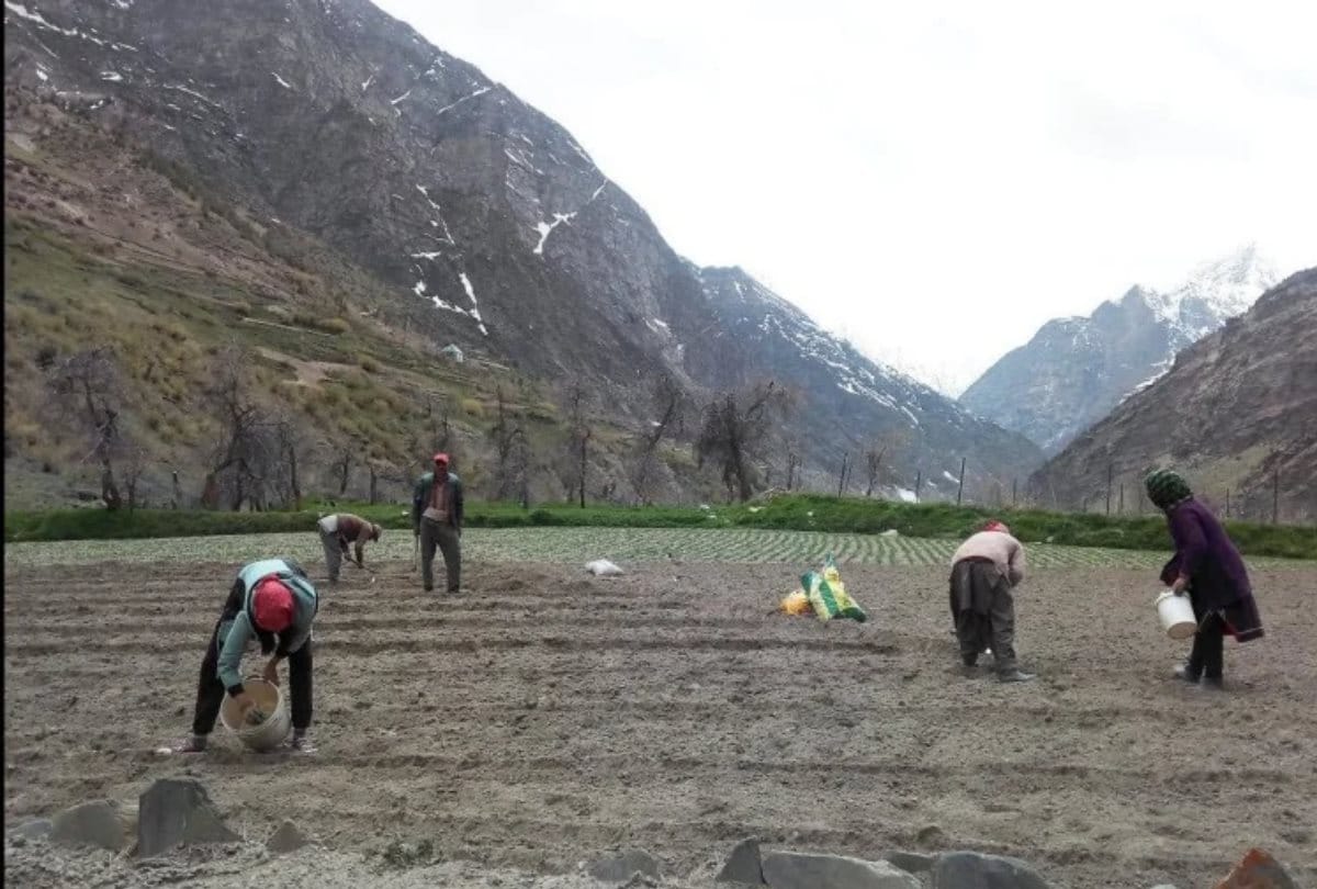 Atal Tunnel Rohatng, hops cultivation in Lahaul himachal pradesh