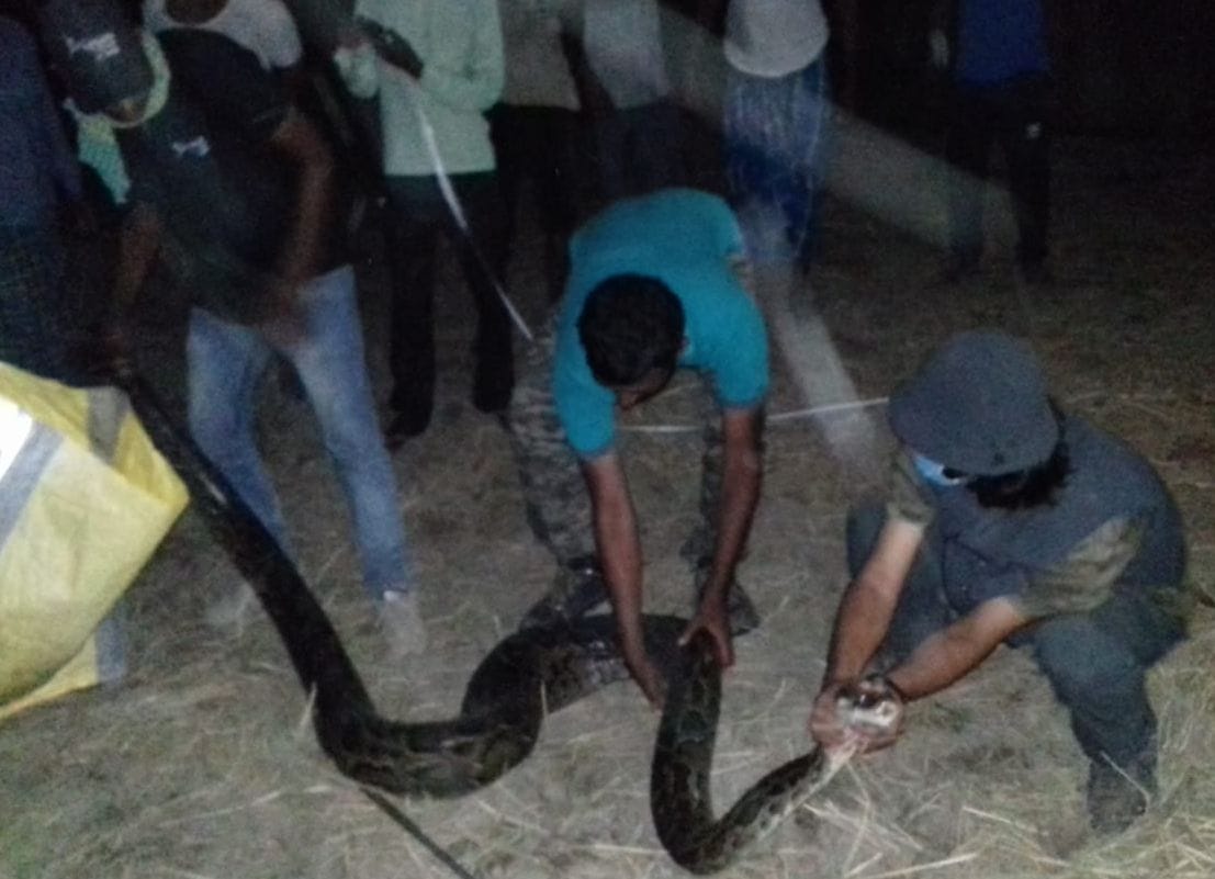 Python came out near the farm